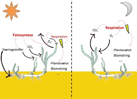 Basale processor ved fotosyntese og respiration hos ålegræs
